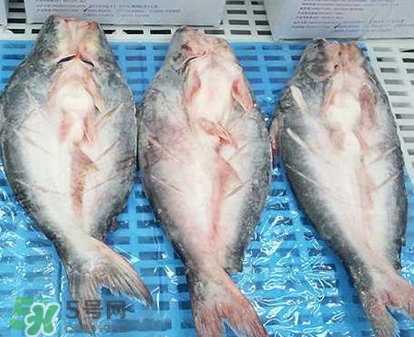 巴沙魚(yú)是什么魚(yú)？巴沙魚(yú)吃什么東西？