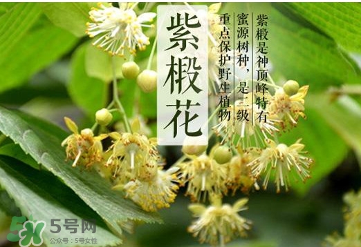 椴樹(shù)蜜是什么顏色？椴樹(shù)蜜是白色的嗎