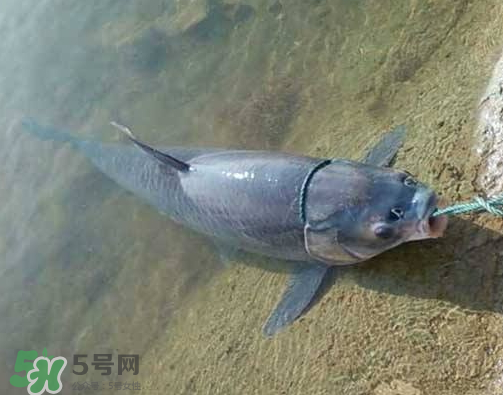 青魚怎么釣？釣青魚用什么餌料最好？