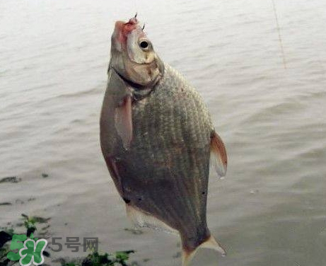 武昌魚怎么釣？釣武昌魚用什么餌料？