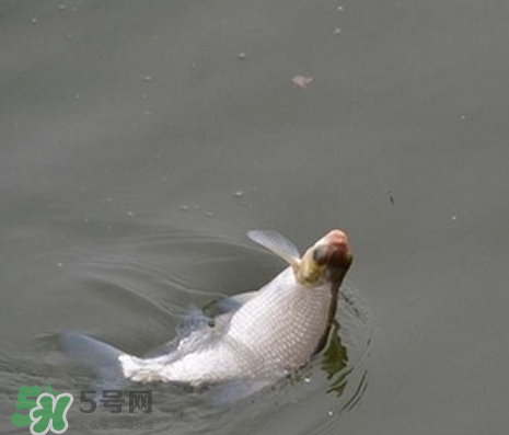 武昌魚怎么釣？釣武昌魚用什么餌料？