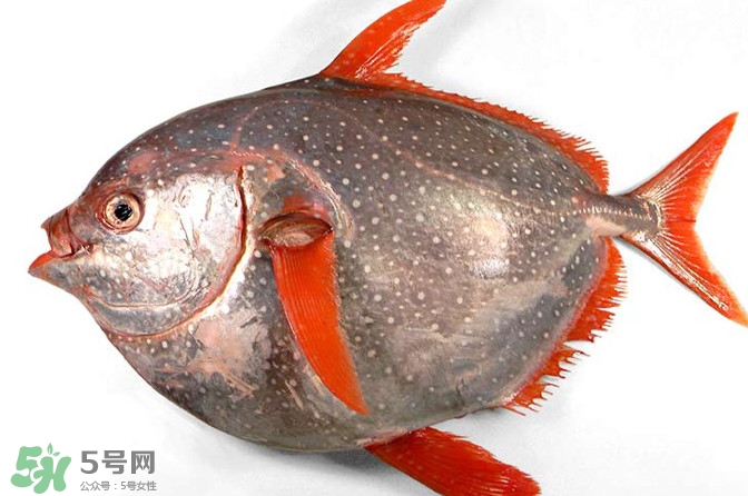 月亮魚是什么魚？月亮魚能吃嗎