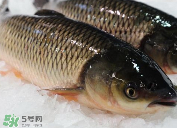 鯇魚是什么魚？鯇魚是怎樣來的