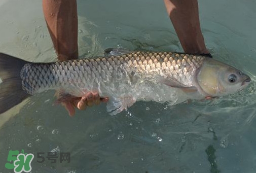 脆肉鯇是草魚嗎？脆肉鯇和草魚有什么區(qū)別