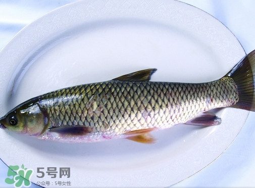 鯇魚是什么魚？鯇魚是怎樣來的