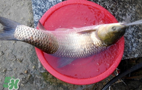 釣鯇魚(yú)用什么魚(yú)餌？鯇魚(yú)怎么做好吃