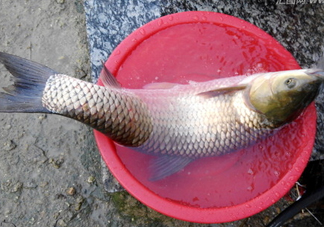 釣鯇魚用什么魚餌？鯇魚怎么做好吃