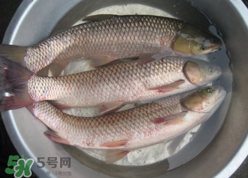 鯇魚是什么魚？鯇魚是怎樣來的