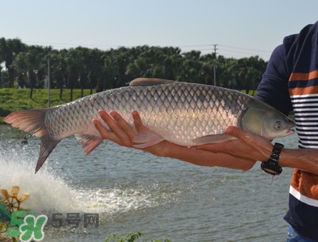 草魚怎么養(yǎng)殖成脆肉鯇？脆肉鯇養(yǎng)殖條件及技術(shù)