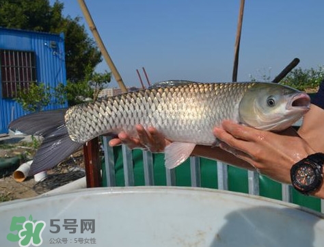 脆肉鯇是什么魚？脆肉鯇口感為什么是脆的