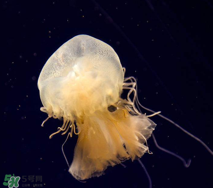 海蜇是生吃嗎？海蜇怎么吃？