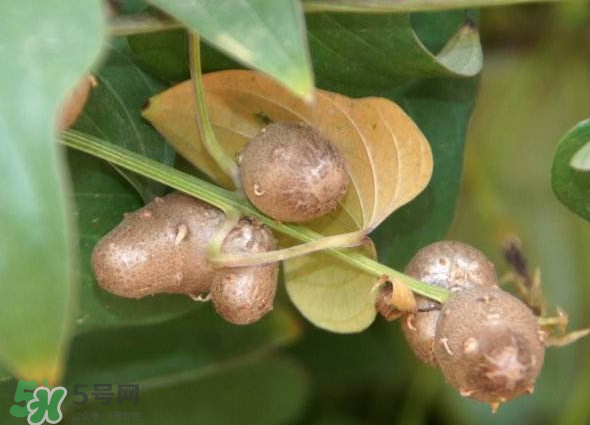 山藥豆能種植嗎？山藥豆怎么種？