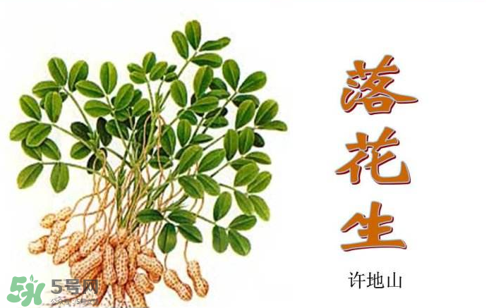 落花生是什么？關(guān)于花生的分解