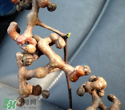 吃拐棗對(duì)人有什么好處？拐棗哪里有賣的