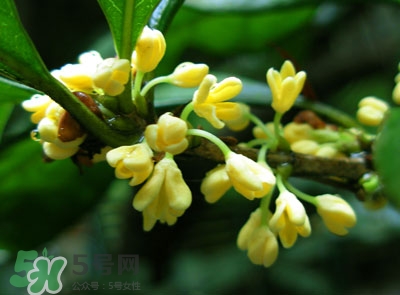 新鮮桂花怎么清洗？新鮮桂花可以冷凍嗎？