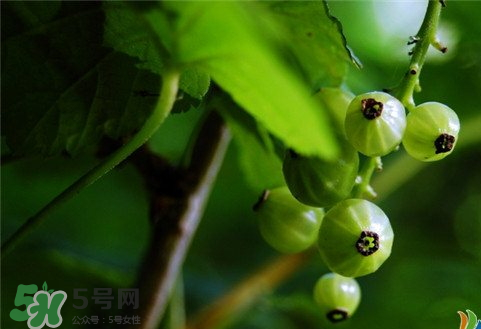 燈籠果好吃嗎 燈籠果什么味道