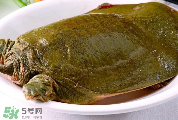 甲魚是熱性還是涼性？甲魚是淡水魚嗎