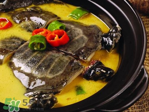 甲魚又叫什么？甲魚吃什么食物