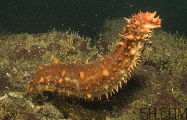 海參是海鮮嗎？海參是動物還是植物？