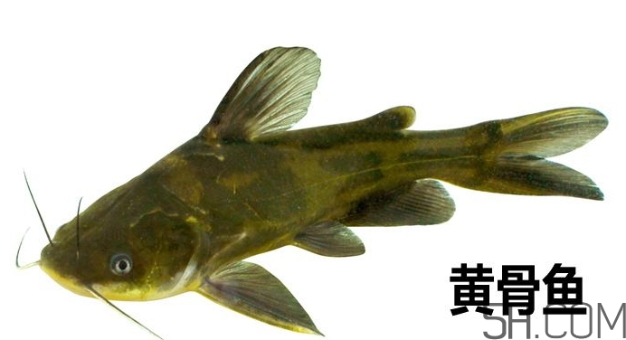 黃骨魚(yú)是發(fā)物嗎？黃骨魚(yú)是什么魚(yú)？