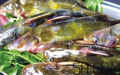 黃骨魚(yú)是發(fā)物嗎？黃骨魚(yú)是什么魚(yú)？