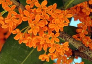 紅桂花好還是黃桂花好 紅桂花和黃桂花的區(qū)別