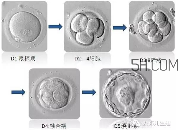 試管嬰兒有什么風(fēng)險？試管嬰兒長大后的弊端