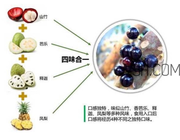 嘉寶果怎么吃？嘉寶果什么時(shí)候種植