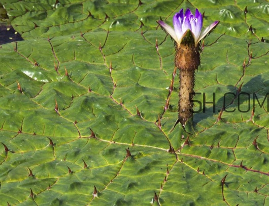 芡實(shí)是蓮子嗎？芡實(shí)是長在哪里的