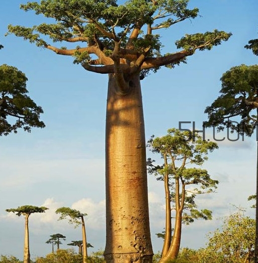 猴面包樹和面包樹是同一種植物嗎？猴面包樹能在北方種植嗎