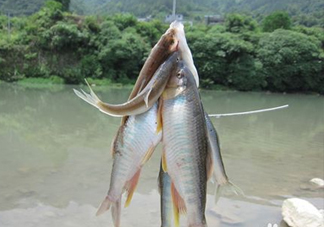 刁子魚(yú)怎么挑選？刁子魚(yú)怎么做好吃