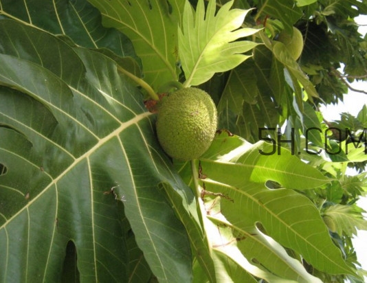 猴面包樹和面包樹是同一種植物嗎？猴面包樹能在北方種植嗎