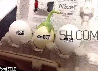 蛋樹(shù)可以種植嗎？蛋樹(shù)苗哪里可以買到