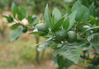 貢柑怎么預防裂果？貢柑種植管理技術(shù)