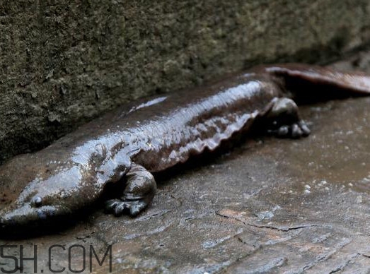 娃娃魚(yú)可以吃嗎？娃娃魚(yú)有靈性嗎