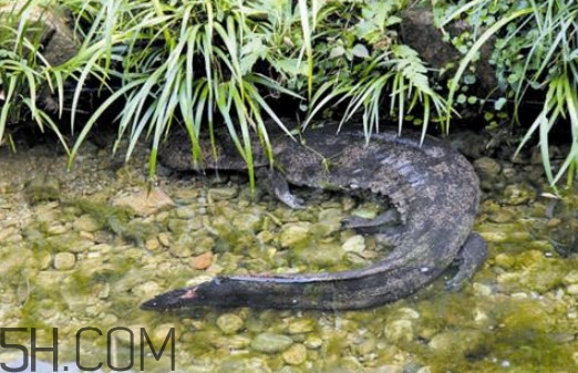 娃娃魚(yú)可以吃嗎？娃娃魚(yú)有靈性嗎