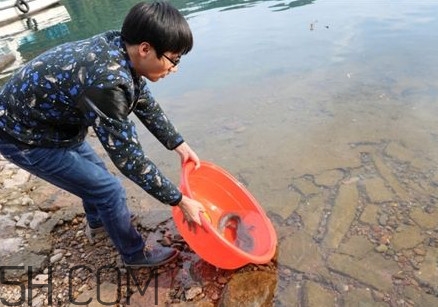 娃娃魚(yú)是卵生還是胎生？娃娃魚(yú)能在陸地上生活嗎