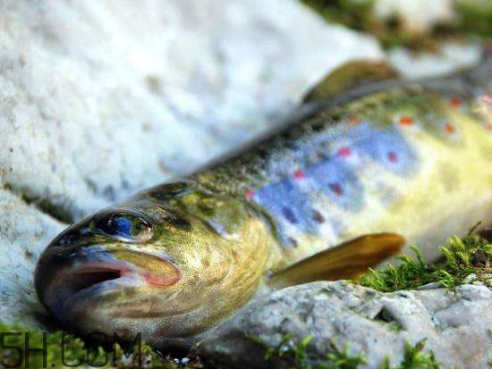 鮭魚是什么魚？鮭魚多少錢一斤