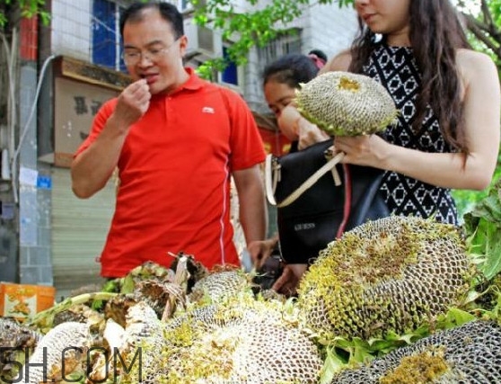 葵花籽不能和什么一起吃？葵花籽什么時候成熟