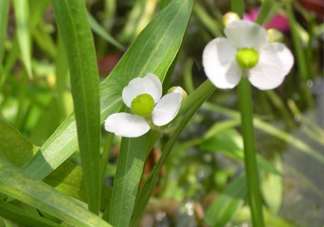 慈菇什么時候種？慈菇什么季節(jié)有