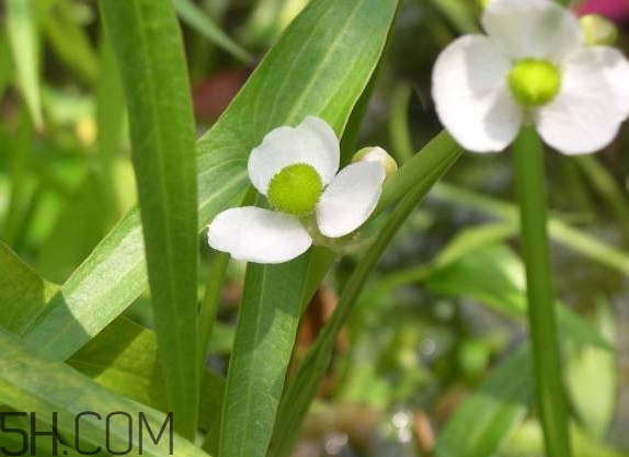 慈菇什么時候種？慈菇什么季節(jié)有