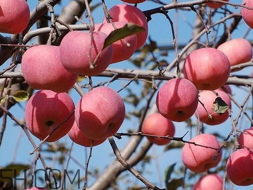 嘎啦蘋果為什么叫嘎啦 嘎啦果和紅富士的區(qū)別