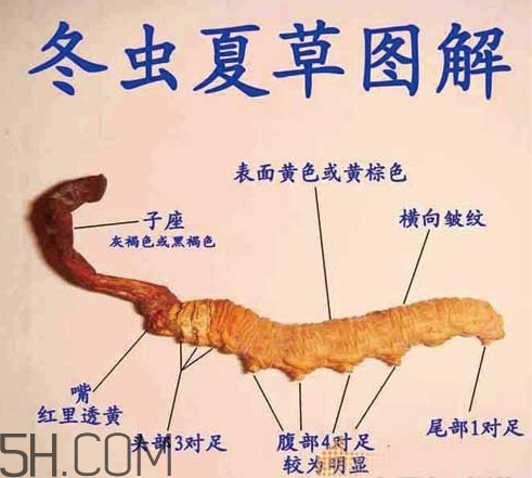 冬蟲(chóng)夏草為什么這么貴？冬蟲(chóng)夏草功效有哪些