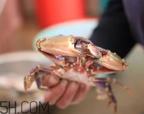 海虹蟹蒸多久才可以熟？海虹蟹蒸多長時間