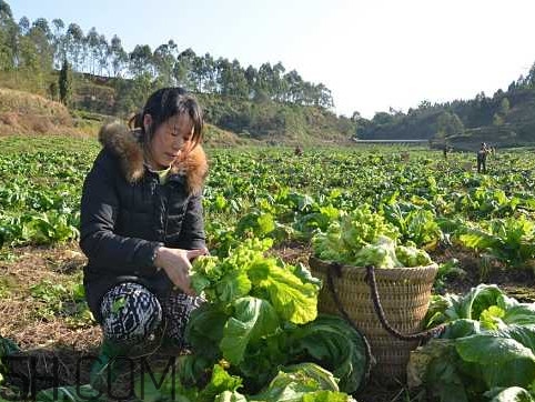 兒菜怎么種？兒菜怎么腌制