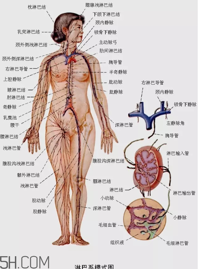 淋巴癌最嚴(yán)重時(shí)會(huì)成什么樣子？淋巴瘤能治好嗎