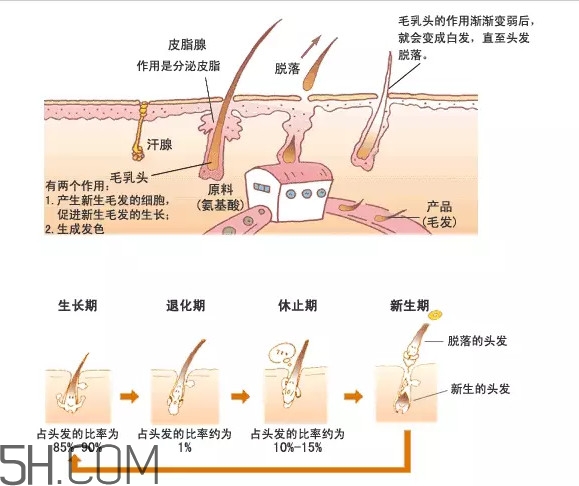 禿頂了還能長(zhǎng)出頭發(fā)嗎？禿頂和性欲太強(qiáng)是不是有關(guān)