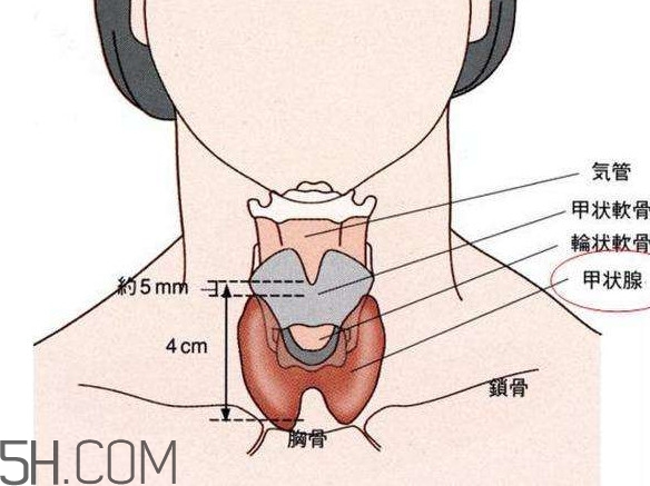 甲狀腺結(jié)節(jié)掛什么科？甲狀腺結(jié)節(jié)可以懷孕嗎