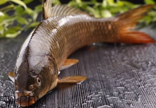 野生黃河鯉魚多少錢一斤？黃河鯉魚有幾根須