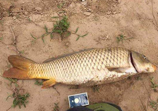 黃河鯉魚主要吃什么？黃河鯉魚和普通鯉魚的區(qū)別